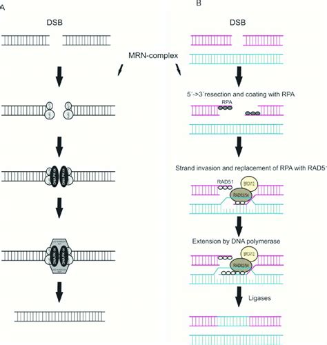 Schematic Representation Of 2 Major Dna Repair Mechanisms A