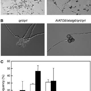 Intracellular Localization Of Atatg In Arabidopsis Cells Atatg