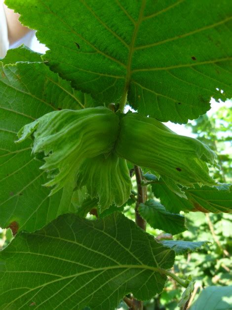 Corylus Avellana Webb S Prize Cobb Vivai Guagno