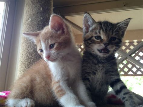 Two Small Kittens Sitting Next To Each Other On A Window Sill Looking