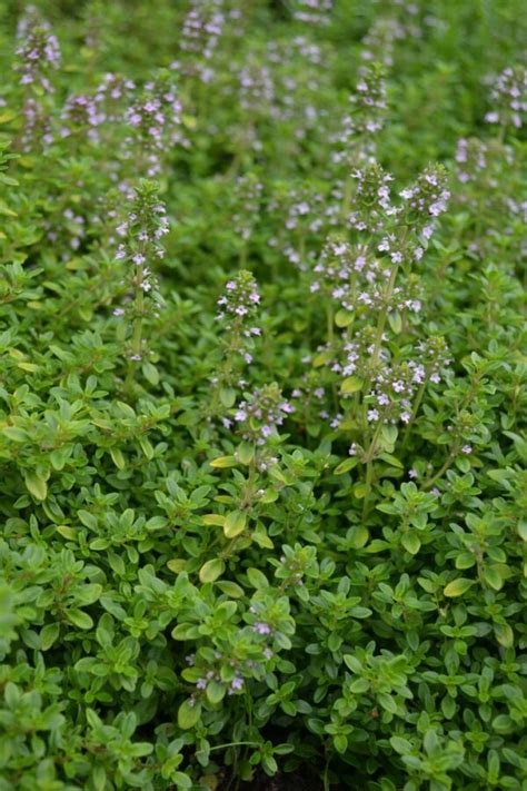 Thymus Citriodorus Bertram Anderson Kopen Plant And Grow