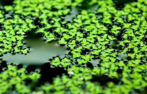 Lemna Acquariofilia Consapevole