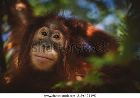 6,388 Orangutan Baby Zoo Images, Stock Photos, 3D objects, & Vectors ...