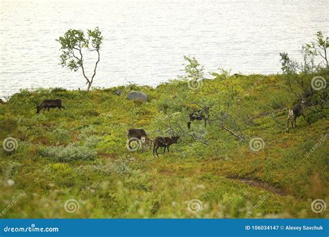 Group Of Deer Grazing On Pasture Stock Image Image Of Forest