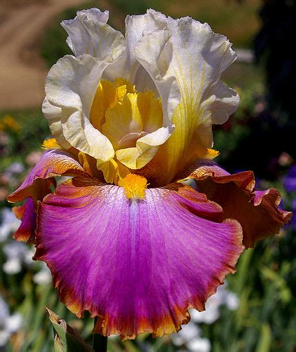 Voyager Tall Bearded Iris Nola S Iris Gardens