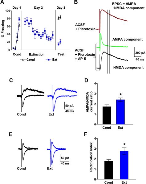 Figure 1 From Fear Extinction Induces Mglur5 Mediated Synaptic And