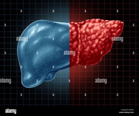 Digestive System Diagram Hi Res Stock Photography And Images Alamy