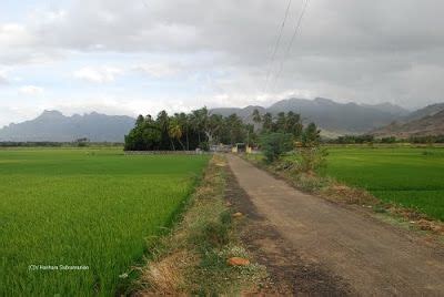 Agricultural Land Cent For Sale In Kovil Pappakudi Madurai Rei