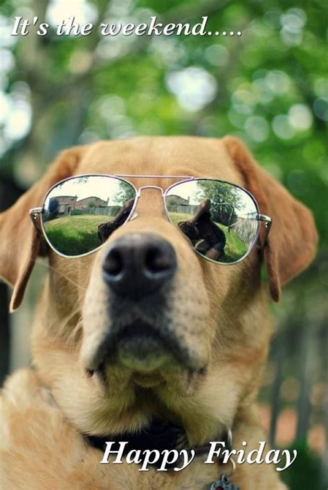 Its The Weekend Happy Friday T Cool Cute Golden Retriever Dog