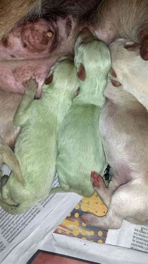 Green Puppies Irish Mirror Online