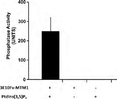 E Fv Mtm Possesses Intact Phosphatase Activity A Malachite Green