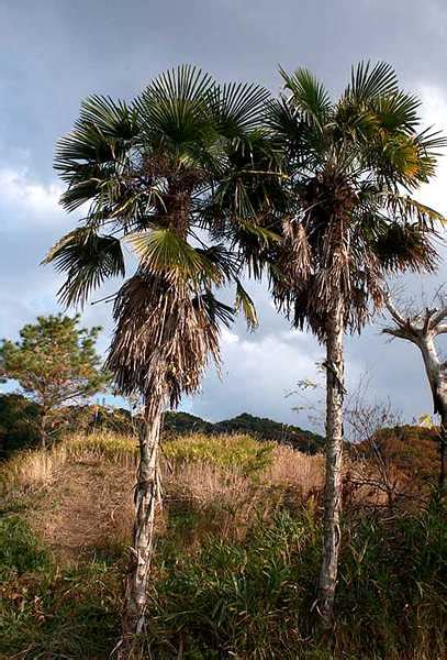 The Windmill Palm Trachycarpus Fortunei King Of The Cold Hardy Palms