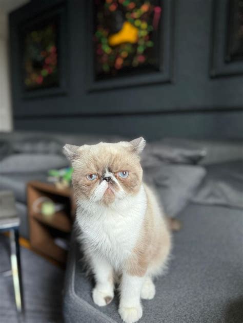 Acil Exotic Shorthair Petcim 1002147