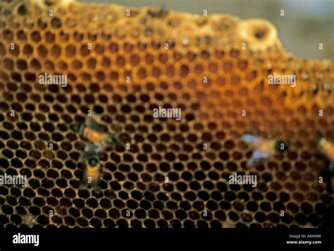 Honey Bee hives Stock Photo - Alamy