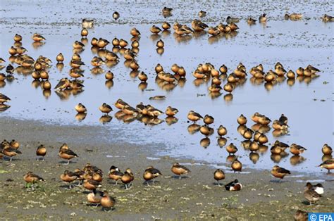 Célébration de la Journée mondiale de la vie sauvage Le Vert