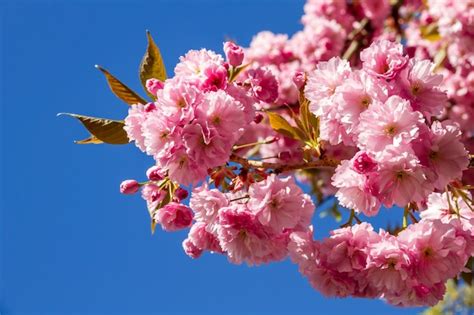 Flor De Cerezo Japon S En Primavera Vista De Cerca Foto Premium