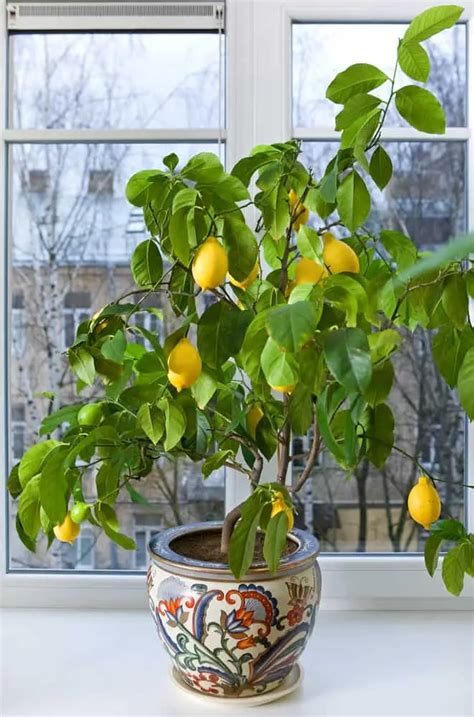 12 Fruit Trees You Can Grow Indoors For An Edible Yield Indoor Fruit Trees Indoor Fruit