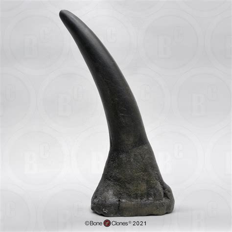 White Rhinoceros Horn Large (Replica) - Bone Clones - Osteological ...