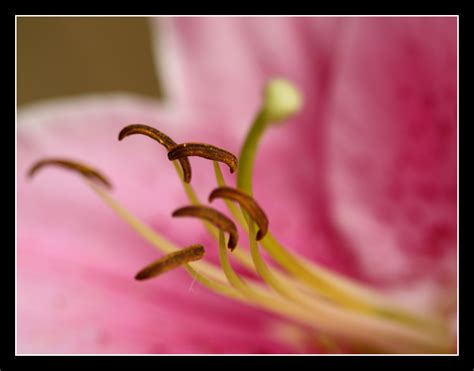 Wallpaper Nature Red Closeup Petals Pink Leaf Flower Lily