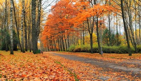 Seasons Autumn Roads Trees Foliage Hd Wallpaper Rare Gallery