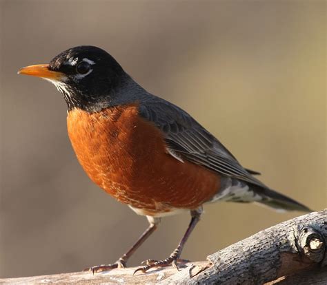 The 20 MOST Common Birds In Alberta 2021 Bird Watching HQ American