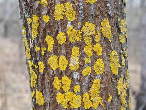 Lichen Fungus On Tree Trunk Background The Common Orange Lichen Plant