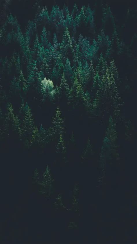 🔥 Dark Green Forest Background HD Wallpapers | CBEditz