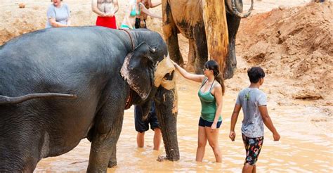 Phuket Phuket Elephant Sanctuary Wat Chalong And More Getyourguide