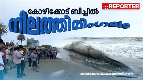 കഴകകട ബചചൽ നലതതമഗല Kozhikode Beach Blue Whale YouTube