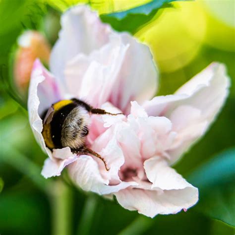 The Worlds Greatest Gallery Of Bumblebee Butts