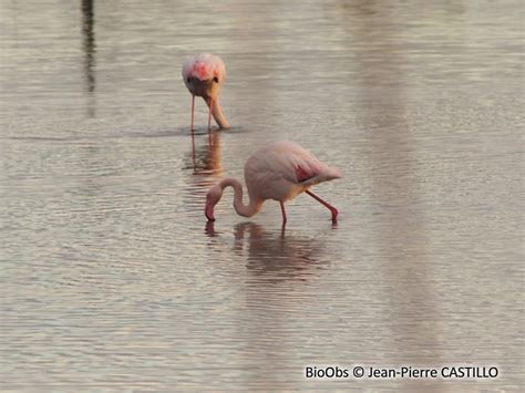 Flamant Rose Phoenicopterus Roseus Bioobs