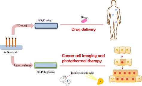Schematic Illustration Of Surface Modification Of Gold Nanorods By Download Scientific Diagram