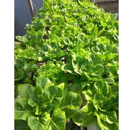 Jual Selada Romaine Hidroponik 1kg Shopee Indonesia