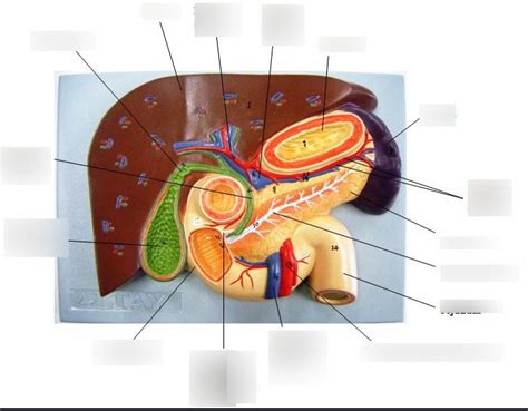 Liver Pancreas Diagram Quizlet