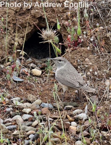 Rock Wren - East Cascades Audubon Society