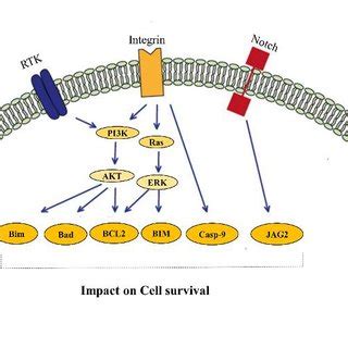 Pdf Oncogenic Signaling Pathways In Cancer An Overview