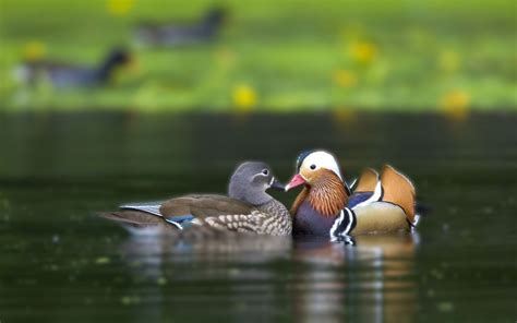 Mandarin Duck Background Wallpaper 74846 Baltana