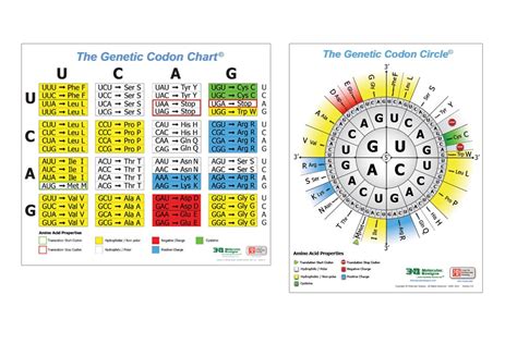 Dmd Genetic Codon Poster D Molecular Designs