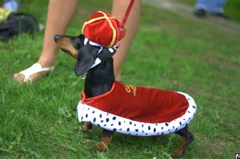 15 Best Halloween Costumes for Dachshunds - PetPress