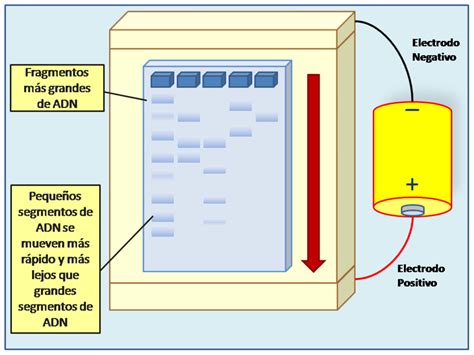 Electroforesis En Gel Creacionwiki La Enciclopedia De Ciencia De