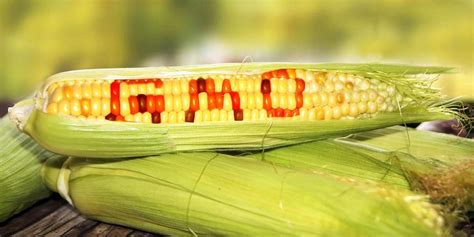 16 European Nations Vote Against GMO Crops - EcoWatch