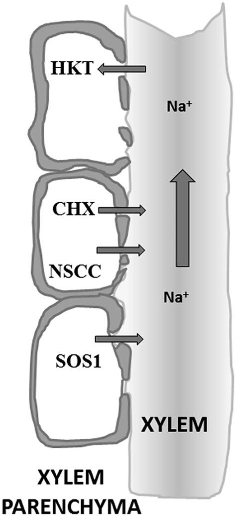 Schematic of the xylem and xylem parenchyma anatomy. The xylem ...