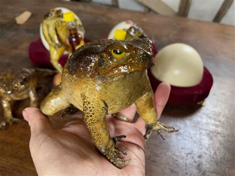 Taxidermy Cane Toad The Last Tuesday Society