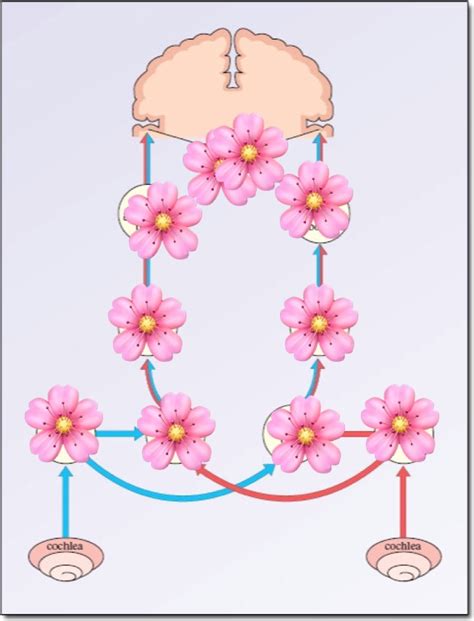 auditory pathway Diagram | Quizlet