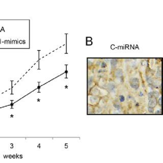 Mir Upregulation Inhibits The In Vivo Growth Of Neuroblastoma