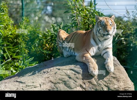 Zia, Tiger, Isle of Wight Zoo Stock Photo - Alamy