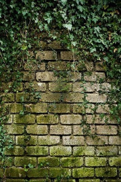 brick wall and vines Ziegelwände Efeu wand Efeu