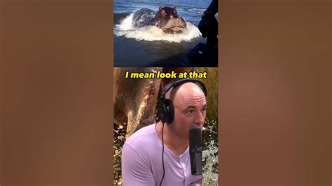 Terrifying Hippo Chase Caught On Camera Joe Rogan And Forrest Galante