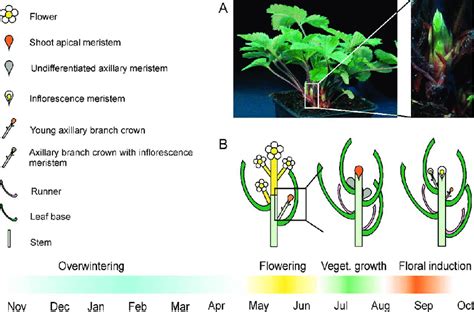 Plant Structure And Seasonal Growth Cycles In Strawberry A A Ld Grown Download Scientific