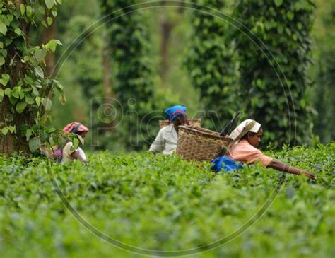 Image Of Tea Workers Plucking Tea Leafs In Assam Tea Plantations Ml722992 Picxy